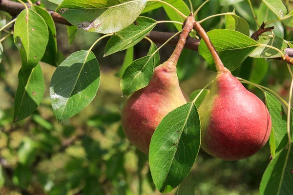Las peras frescas jugosas sobre la rama del peral. Peras ecológicas en un entorno natural. Cosechando peras en un jardín de verano — Foto de Stock