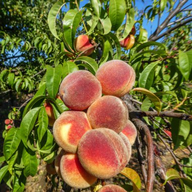 red şeftali ile şube