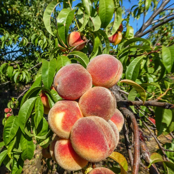 red şeftali ile şube