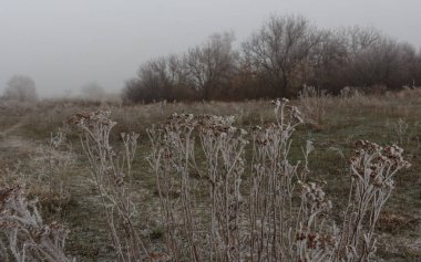 Çayırda kuru çimlerin üzerine hoarfrost. Frost ot ya da kır çiçekleriyle kaplı. Sonbahar kırsal çayırda ilk frost. Kış arka plan.