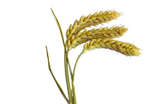 Beyaz arka plan üzerinde izole buğday üç spikelets