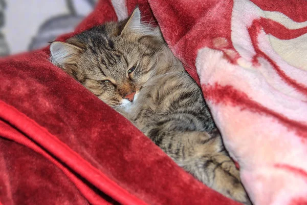 Gato está durmiendo bajo una manta de color rosa borgoña —  Fotos de Stock