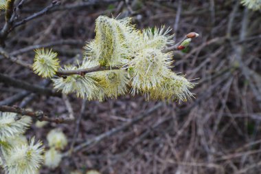 Willow kedicikler. Keçi söğüt. Kabarık tomurcukları ile söğüt dalları. Palm Pazar. Çiçek açan genç salix cinerea veya gri söğüt dalı