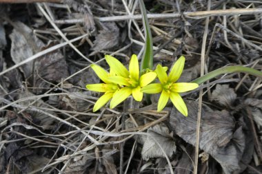 Bahar tarlada ilk sarı çiçekler. Çiçekler sarı kaz tomurcukları yay