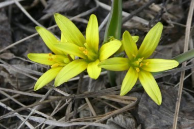 İlk Bahar çiçek sarı renk alanında kapatın. Çiçekler sarı kaz tomurcukları yay