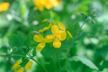 Yabanda yetişen yapraklar ve sarı çiçeklerle şelidonyum, bokeh yakın çekim