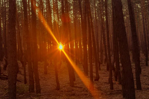 Çam ormanında orman gün batımı