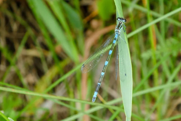 Doğal bir ortamda çizgili mavi siyah yusufçuk, çim yeşil bir bıçak üzerinde oturuyor. Kopyalama alanı ile makro kapatma