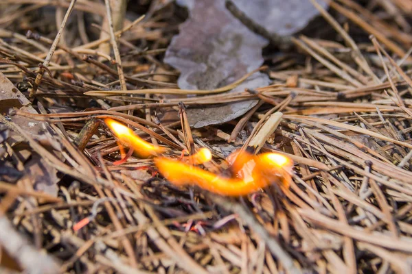 Match leads to fire. Fire needles from a match. Forest fire concept