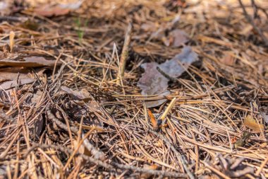 Maç söndürülmez, atılmaz, yangına yol açar..