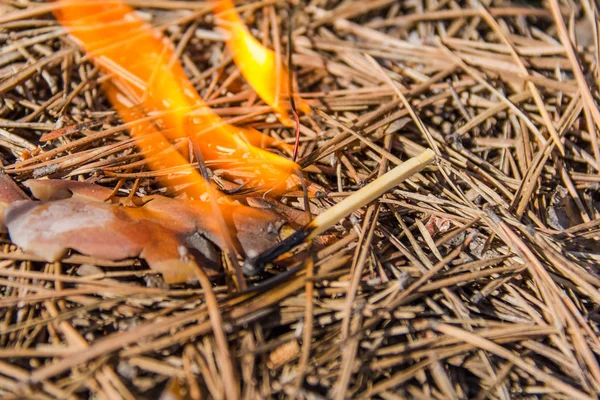 Çam iğnelerinde yanma eşleşmesi. Orman yangını konsepti. Bir kibritten çam iğneleri yakmak