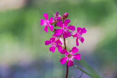 Lychnis viscaria veya Sticky Catchfly çiçek pembe, bulanık yeşil arka plan kadar yakın. Çiçek yapışkan tuzak