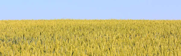 Sarı-yeşil buğday tarlasının olgunlaşmapanoraması. Mavi gökyüzüolan buğdayla dolu bir tarla
