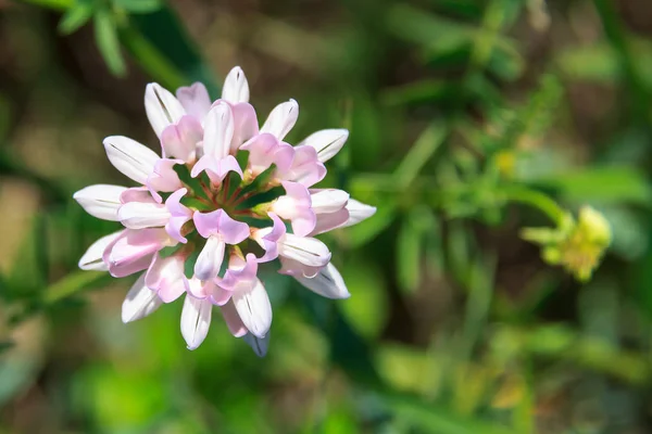 Pale pink crown vetch flowers. Securigera varia. Sekiroplantik variegated or knit variegated.