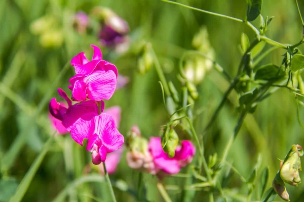 Semear ervilhas, ou semear Vicia. Vicia sativa. Flores cor de rosa Common Vetch . — Fotografia de Stock
