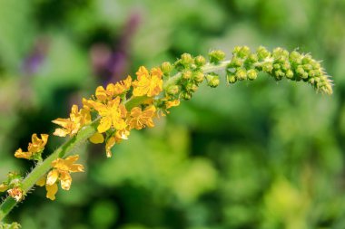 Agrimony. Yellow little flowers in spikelet close-up. clipart