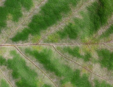 Beyaz damarları ile meşe yeşil yaprak doku veya arka plan