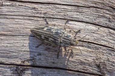 Chalcophora mariana kuru çam gövdesinde. Çam bir mutfak gövdesi üzerinde oturan bir Buprestis mariana böceği Makro üst görünümü