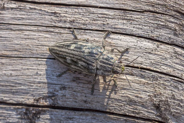 Chalcophora mariana на сухом стволе сосны. Макро-вид сверху жука Buprestis mariana, сидящего на кухонном стволе сосны — стоковое фото