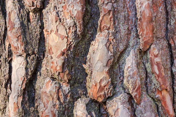 Textura ou fundo da casca de pinheiro, close-up — Fotografia de Stock
