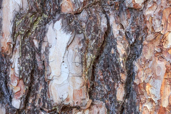 Çam kabuğu dokusu kapat