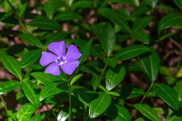 Pervenche. Pervenche petite, pervenche ordinaire, plante à fleurs, fleurs bleues rampantes, feuilles vertes — Photo