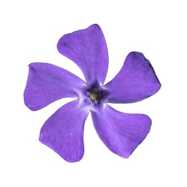 Menekşe menekşesi beyaz arka planda izole edilmiş. Beyaz arkaplanda periwinkle