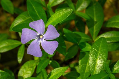 Periwinkle çiçeği. Her daim yeşil otlar.