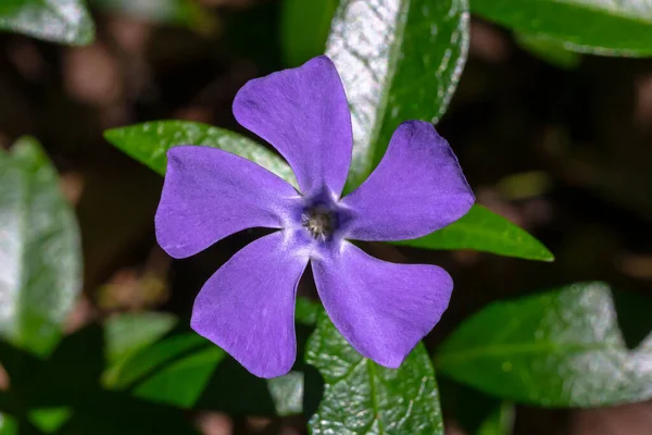 Periwinkle bloeit, van dichtbij. Periwinkle of Vinca mino is een lenteplant met groene glanzende bladeren en lichtpaarse bloemen. Rechtenvrije Stockfoto's