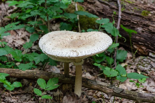 Macrolepiota procera или Speckled Mushroom, растущий в дубовом лесу — стоковое фото