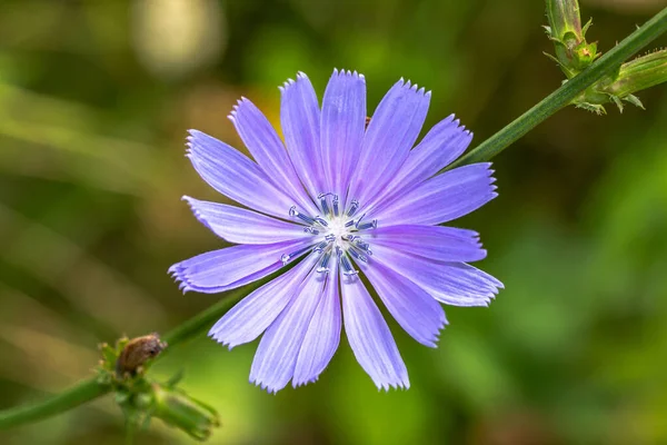 Chicória azul flor planta. Flor de chicória azul. Cichorium intybus — Fotografia de Stock