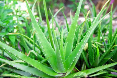 Sağlık ürünleri ve bitkisel ilaçlar için taze aloe vera.