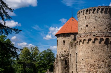 Mavi gökyüzüne karşı sarı lale yakın plan. Bahçedeki güzel çiçek.