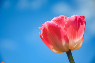 Mavi gökyüzüne karşı pembe lale yakın plan. Bahçedeki güzel çiçek.