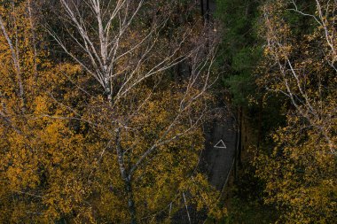 Sonbahar ormanındaki yaya yolunun en üst görüntüsü. Sarı yapraklı huş ve çam ağaçları.