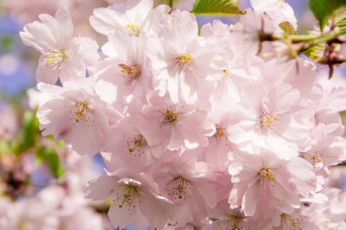 Çiçek açan bir grup pembe kiraz çiçeğinin yakın çekimi. Bahar geldi. Japonya 'da çiçek açan sakura.