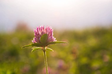 Güneş ışığında yaban yoncası çiçeğinin yakın çekimi. Güneşli bir yaz günü. Bulanık arkaplan.