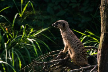 Uzağa bakan vahşi bir mirket. Yeşil arka plan. Yakın plan..