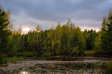 Güzel sonbahar manzarası. Ormanda bataklık. Ağaçların yansıması. Rus doğası.