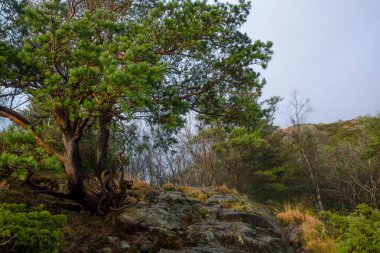 Dağlardaki taşların üzerinde çam ağacı yetişiyor. Norveç 'te Doğa.