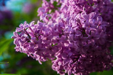 Güneş ışığında mor çiçek açan leylak. Yakın plan. Bahar geldi. Bulanık bokeh arkaplanı.