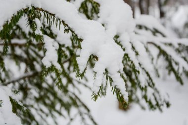 Çam ağacının karla kaplı dalına yakın plan. Kış Ormanı.