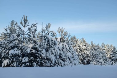 Güneşli kış gününde, kış ladin ormanının güzel manzarası. Mavi gökyüzü.
