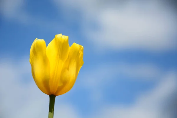 Primer Plano Del Tulipán Amarillo Contra Cielo Azul Hermosa Flor — Foto de Stock
