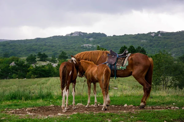 鞍で馬を傷めました いくつかの小さな目標 緑の木々のある山 — ストック写真