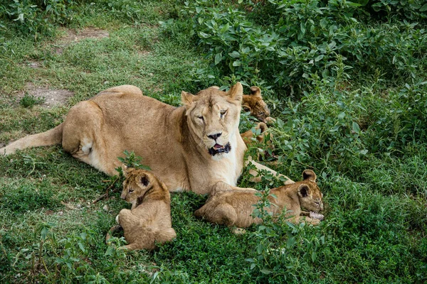 Mother Lioness Lying Green Gras Little Lion Cubs Savannah Wildlife — Stock Photo, Image