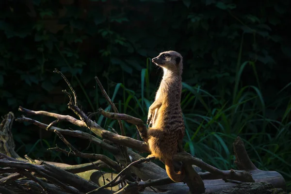 A wild meerkat looking into the distance and standing on dry branches. Green background. Close-up.
