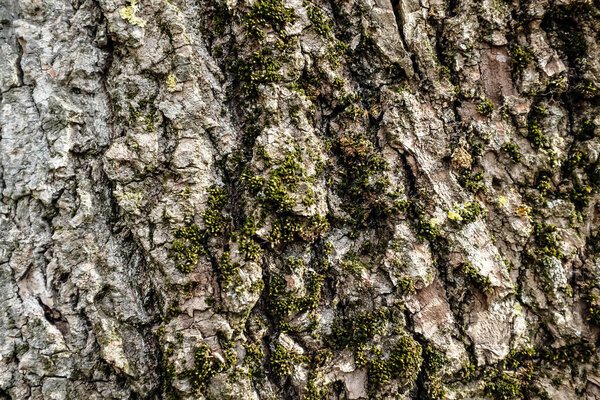 Close-up of bark of an old tree with green moss. Background texture.