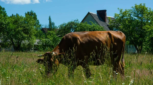 田舎の晴れた夏の日 牛は家の近くの緑の牧草地で放牧されている — ストック写真