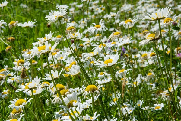 Close Camomilas Prado Campo Verde Com Flores Verão Dia Ensolarado — Fotografia de Stock